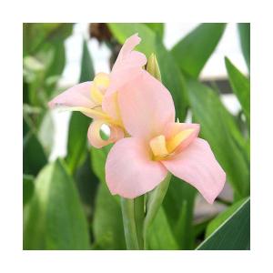 （ビオトープ）水生植物　カンナ　ピーチディライト　４号（１ポット）（休眠状態）