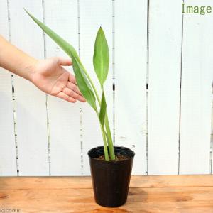 (ビオトープ)水生植物 カンナ ピーチディライ...の詳細画像1