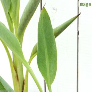 (ビオトープ)水生植物 カンナ ピーチディライ...の詳細画像2