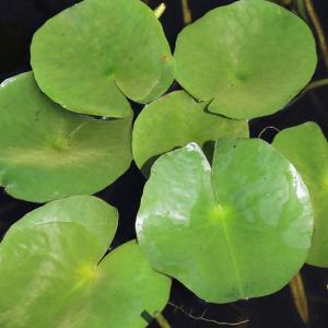 （ビオトープ）睡蓮　温帯性睡蓮（スイレン）（黄）　ピグミーメキシカーナ　Ｐｙｇｍｙ　Ｍｅｘｉｃａｎａ　（１ポット）（休眠状態）