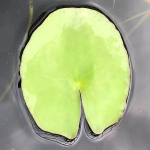 (ビオトープ)睡蓮 温帯性睡蓮(スイレン)(黄...の詳細画像1