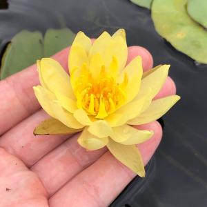 (ビオトープ)睡蓮 温帯性睡蓮(スイレン)(黄...の詳細画像3