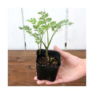 （ビオトープ）水生植物　セリ　芹（１ポット）　家庭菜園