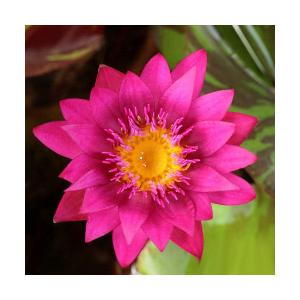 （ビオトープ）睡蓮　熱帯性睡蓮（スイレン）（桃）　ドリス　ホルト　Ｄｏｒｉｓ　Ｈｏｌｔ（１ポット）（ムカゴ種）（休眠状態）