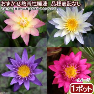 （ビオトープ）睡蓮　おまかせ★熱帯性睡蓮★（スイレン）　品種表記なし（１ポット）（休眠状態）