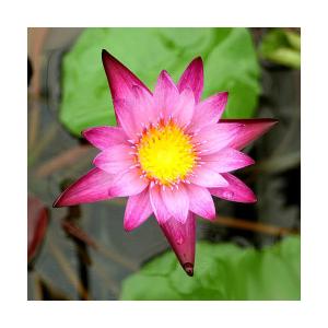 （ビオトープ）睡蓮　熱帯性睡蓮（スイレン）（桃）　マミャウ　Ｍａｍｅａｗ（１ポット）（ムカゴ種）（休眠状態）