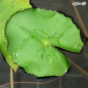 (ビオトープ)睡蓮 熱帯性睡蓮(スイレン)(桃...の詳細画像1