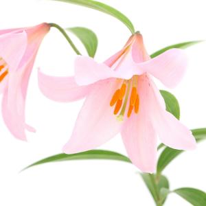 （山野草）ユリ（百合）ヒメサユリ（姫小百合・オトメユリ）３〜４号（１ポット）（休眠状態）