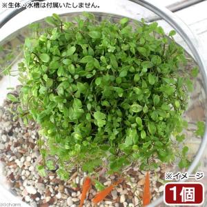 （水草）水生植物　★育成済★　メダカが喜ぶ浮き島仕立て！〜緑系ミックス〜　浮き島　産卵　隠れ家（水上葉）（１個）