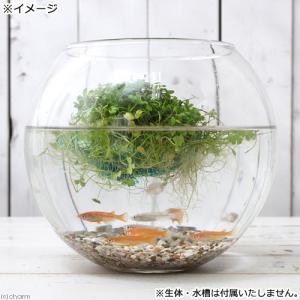 (水草)水生植物 ★育成済★ メダカが喜ぶ浮き...の詳細画像2