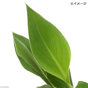 (ビオトープ)水生植物 カンナ ストライプビュ...の詳細画像1