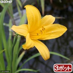 （ビオトープ）水生植物　ニッコウキスゲ（３ポット）　湿生植物（休眠状態）