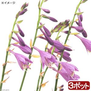 （ビオトープ）水生植物　コバギボウシ（３ポット）　湿生植物（休眠状態）