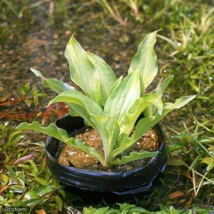 (ビオトープ)水生植物 コバギボウシ(無農薬)...の詳細画像1