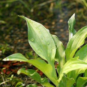 (ビオトープ)水生植物 コバギボウシ(無農薬)...の詳細画像3