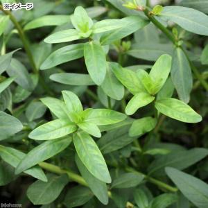 (ビオトープ)水生植物 ミソハギ(無農薬)(3...の詳細画像2