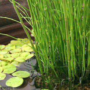 (ビオトープ)水生植物 ミズトクサ(無農薬)(...の詳細画像1