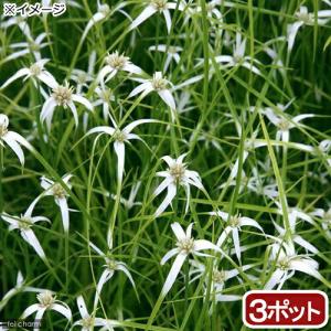 (ビオトープ)水生植物 シラサギカヤツリ(3ポッ...の商品画像