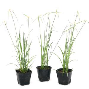 (ビオトープ)水生植物 シラサギカヤツリ(3ポ...の詳細画像2