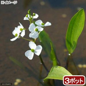 （ビオトープ）水生植物　ヒメオモダカ（３ポット）　抽水植物（休眠状態）