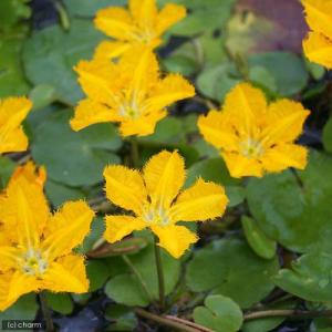 (ビオトープ)水生植物 アサザ 夕日(無農薬)...の詳細画像1