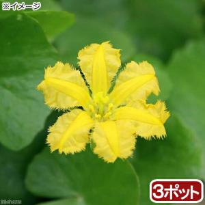 （ビオトープ）水生植物　アサザ　レモンイエロー花（３ポット）　浮葉植物（休眠状態）