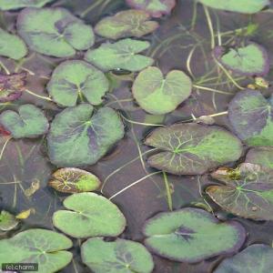 (ビオトープ)水生植物 ガガブタ(3ポット) ...の詳細画像1