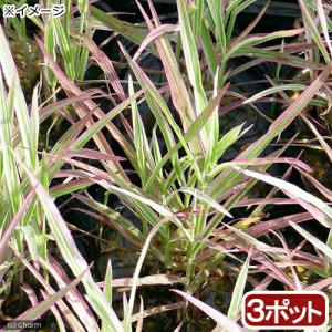 （ビオトープ）水生植物　十和田アシ（３ポット）　湿生植物（休眠状態）