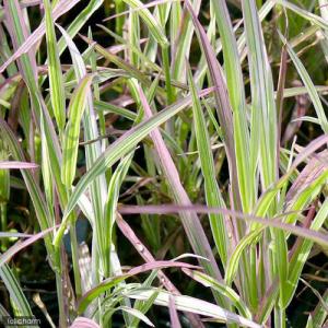 (ビオトープ)水生植物 十和田アシ(無農薬)(...の詳細画像1