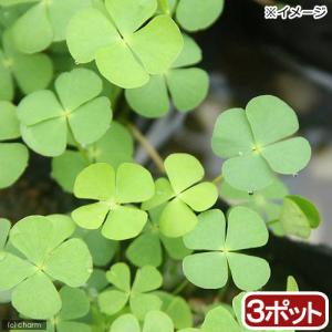 （ビオトープ）水生植物　デンジソウ（３ポット）　抽水〜浮葉植物（休眠状態）