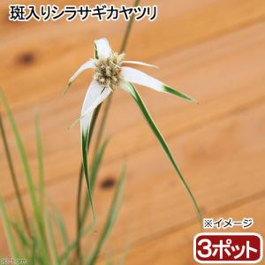 （ビオトープ）水生植物　斑入りシラサギカヤツリ（３ポット）　湿生植物（休眠状態）