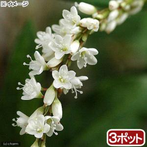 （ビオトープ）水生植物　シロバナサクラタデ（３ポット）　湿性植物（休眠状態）