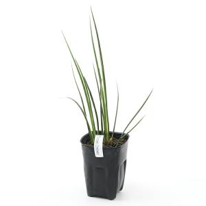 （ビオトープ）水生植物　斑入りセキショウ（アコルス・バリエゲイタス）（３ポット）　常緑性湿性植物