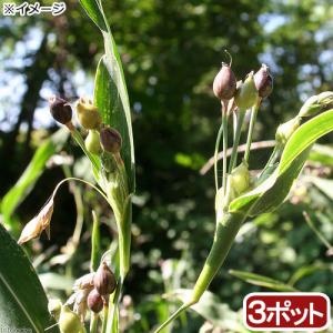 （ビオトープ）水生植物　ジュズダマの苗　３号（３ポット）　湿性植物（休眠状態）