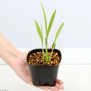 (ビオトープ)水生植物 ジュズダマの苗 3号(...の詳細画像1
