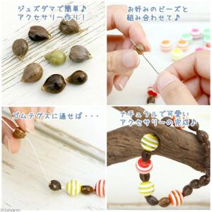 (ビオトープ)水生植物 ジュズダマの苗 3号(...の詳細画像2