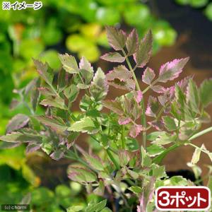 （ビオトープ）水生植物　アケボノセリ（３ポット）　湿生植物（休眠状態）