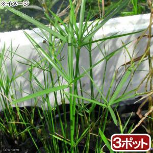 （ビオトープ）水生植物　ミニシペルス（３ポット）　湿生植物（休眠状態）