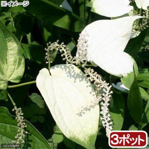 （ビオトープ）水生植物　ハンゲショウ（３ポット）　抽水植物（休眠状態）