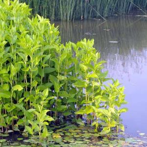 (ビオトープ)水生植物 ハンゲショウ(無農薬)...の詳細画像2
