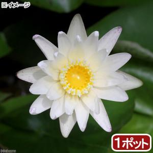 （ビオトープ）睡蓮　熱帯性睡蓮（スイレン）（白）　スターホワイト（１ポット）（ムカゴ種）（休眠状態）