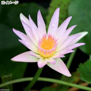 (ビオトープ)睡蓮 熱帯性睡蓮(スイレン)(桃...の詳細画像1