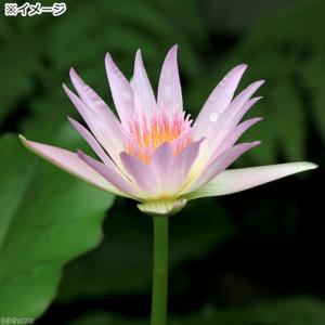 (ビオトープ)睡蓮 熱帯性睡蓮(スイレン)(桃...の詳細画像2