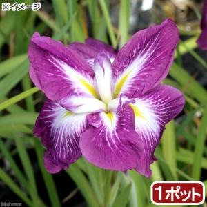 （ビオトープ）水生植物　花菖蒲　登竜門（トウリュウモン）肥後系濃紅紫六英花（１ポット）（休眠状態）
