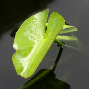 (ビオトープ)水生植物 河骨 オゼコウホネ(尾...の詳細画像1