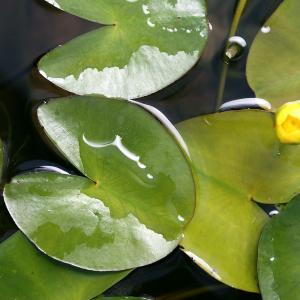 （ビオトープ）水生植物　河骨　中国産ヒメコウホネ（１ポット）（休眠状態）