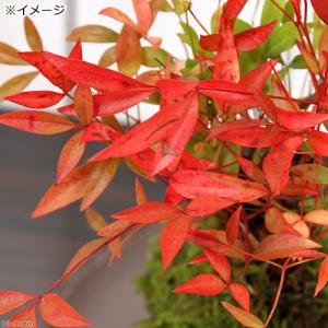 (盆栽)受け皿付き 苔玉 品種おまかせ ナンテ...の詳細画像1