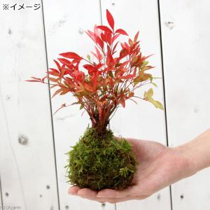 (盆栽)受け皿付き 苔玉 品種おまかせ ナンテ...の詳細画像2