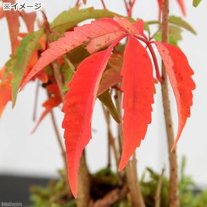 (盆栽)苔玉 ハゼノキ(櫨の木)(1個) 観葉...の詳細画像1