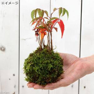 (盆栽)苔玉 ハゼノキ(櫨の木)(1個) 観葉...の詳細画像2